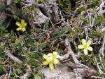 : - Lactuca alpestris