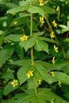: - Lysimachia quadrifolia
