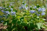 Virginisches Blauglöckchen - Mertensia virginica