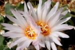 : - Obregonia denegrii