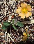 : - Sida abutifolia