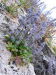 Kretische Rutenglockenblume - Petromarula pinnata