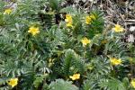 Gänsefingerkraut - Potentilla anserina
