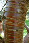 Mahagoni-Kirsche-Prunus serrula