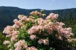 Westliche Azalee - Rhododendron occidentale