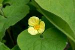 : - Saruma henryi