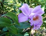 :-Sobralia decora