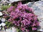 : - Thymus boissieri