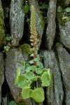Felsen-Nabelkraut
- Umbilicus rupestris