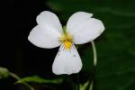 Kanada-Veilchen - Viola canadensis