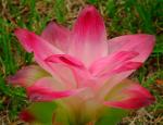 Zitwerwurzel - Curcuma zedoaria