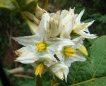 : - Solanum erianthum