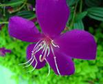 : - Tibouchina semidecandra