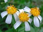 : - Bidens alba