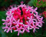 Herrlicher Losstrauch - Clerodendrum bungei
