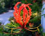 Ruhmeskrone - Gloriosa superba