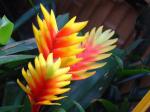 Flammendes Schwert - Vriesea carinata