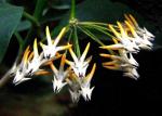 : - Hoya multiflora