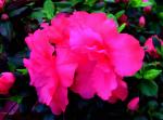 : - Rhododendron simsii