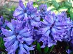 Gartenhyazinthe - Hyacinthus orientalis
