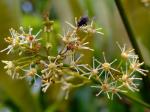 Litschibaum - Litchi chinensis