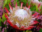 Königs-Silberbaum - Protea cynaroides