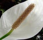 Reichblühende Blattfahne - Spathiphyllum floribundum