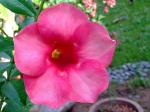 : - Allamanda blanchetii
