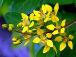 : - Galphimia gracilis