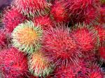 Rambutan - Nephelium lappaceum