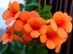Grossblütige Trompetenblume - Campsis grandiflora