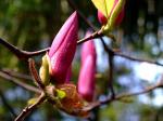 Purpur-Magnolie - Magnolia liliiflora