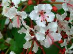 :-Bauhinia glauca