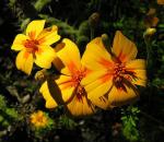 Gewürztagetes - Tagetes lunulata