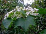 Chinesischer Tungölbaum - Vernicia montana