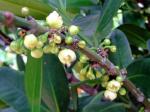 : - Cassine orientalis