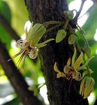 Kakaobaum - Theobroma cacao