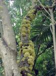 : - Hydnocarpus anthelminthicus