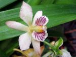 : - Prosthechea radiata