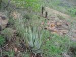 : - Aloe pienaarii