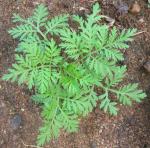 Einjähriger Beifuß-Artemisia annua