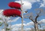 : - Combretum holstii