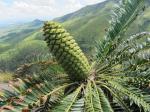 : - Encephalartos manikensis