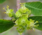 : - Euphorbia matabelensis