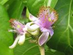 Lavendel-Sternblüte - Grewia occidentalis