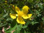 : - Hypericum roeperianum