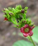 Bauchweh-Busch - Jatropha gossypiifolia