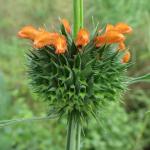 : - Leonotis ocymifolia var. raineriana