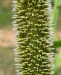 Perlhirse - Pennisetum glaucum
