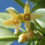 : - Rhizophora mucronata